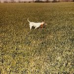 Hunting Dog in a field