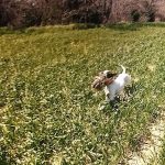 Hunting Dog running with Pheasant